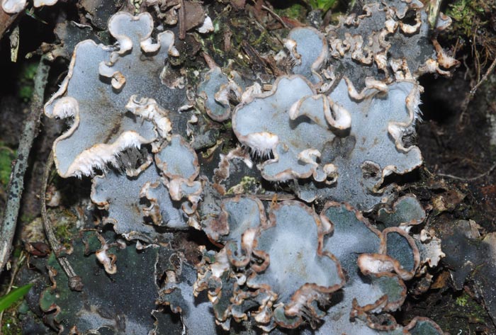 Licheni da passo Gardena